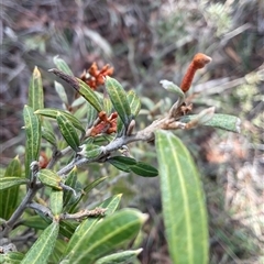 Unverified Plant at Latham, ACT - Yesterday by Jennybach