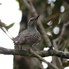 Sphecotheres vieilloti at Malanda, QLD - 14 Jun 2025 by Rixon