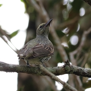 Sphecotheres vieilloti at Malanda, QLD - 14 Jun 2025 by Rixon