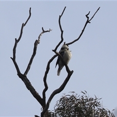 Dacelo novaeguineae (Laughing Kookaburra) at Hackett, ACT - Today by HappyWanderer