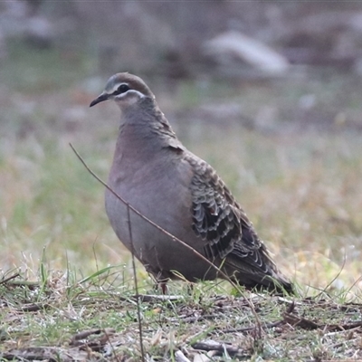 Phaps chalcoptera (Common Bronzewing) at Hackett, ACT - Yesterday by HappyWanderer