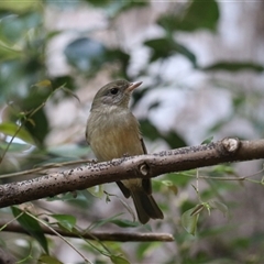 Pachycephala pectoralis at Malanda, QLD - 14 Jun 2025 by Rixon