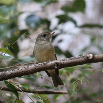 Pachycephala pectoralis at Malanda, QLD - 14 Jun 2025 by Rixon