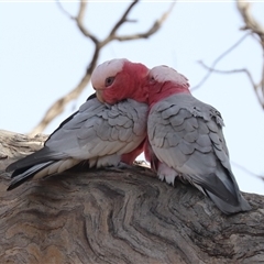 Eolophus roseicapilla (Galah) at Hackett, ACT - Today by HappyWanderer