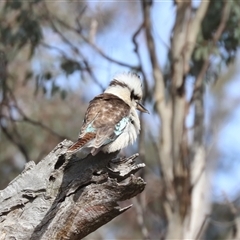 Dacelo novaeguineae (Laughing Kookaburra) at Hackett, ACT - Today by HappyWanderer
