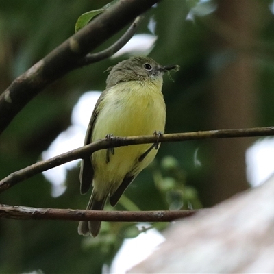 Unverified Small (Robin, Finch, Thornbill etc) at Malanda, QLD - 14 Jun 2025 by Rixon