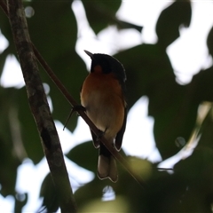 Symposiachrus trivirgatus at Malanda, QLD - 14 Jun 2025 by Rixon