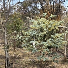 Acacia baileyana (Cootamundra Wattle, Golden Mimosa) at Hackett, ACT - Yesterday by HappyWanderer