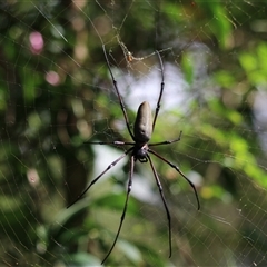 Unverified Spider at Malanda, QLD - 14 Jun 2025 by Rixon