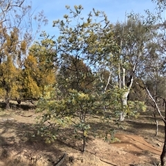 Acacia baileyana (Cootamundra Wattle, Golden Mimosa) at Hackett, ACT - Yesterday by HappyWanderer