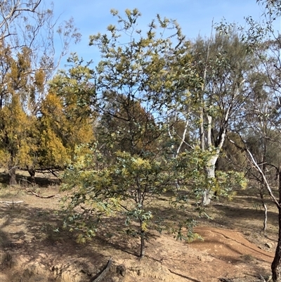 Acacia baileyana (Cootamundra Wattle, Golden Mimosa) at Hackett, ACT - Yesterday by HappyWanderer