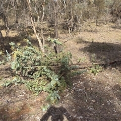 Acacia baileyana (Cootamundra Wattle, Golden Mimosa) at Hackett, ACT - Yesterday by HappyWanderer