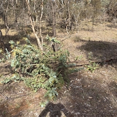 Acacia baileyana (Cootamundra Wattle, Golden Mimosa) at Hackett, ACT - Yesterday by HappyWanderer