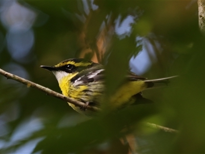 Machaerirhynchus flaviventer (Yellow-breasted Boatbill) at Lake Eacham, QLD - 14 Jun 2025 by Rixon