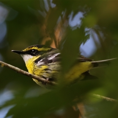 Machaerirhynchus flaviventer at Lake Eacham, QLD - 14 Jun 2025 by Rixon