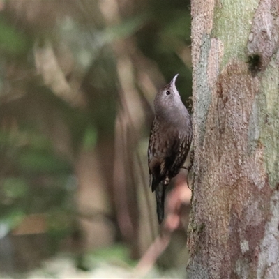 Cormobates leucophaea at Lake Eacham, QLD - 14 Jun 2025 by Rixon