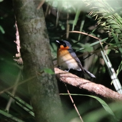 Symposiachrus trivirgatus at Lake Eacham, QLD - 14 Jun 2025 by Rixon