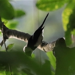 Arses kaupi at Lake Eacham, QLD - 14 Jun 2025 by Rixon