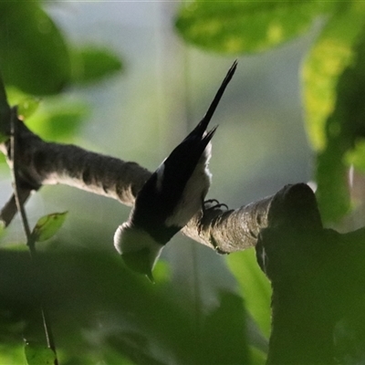 Arses kaupi at Lake Eacham, QLD - 14 Jun 2025 by Rixon