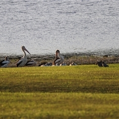 Pelecanus conspicillatus at Yungaburra, QLD - 14 Jun 2025 by Rixon