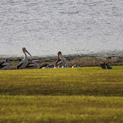 Pelecanus conspicillatus at Yungaburra, QLD - 14 Jun 2025 by Rixon