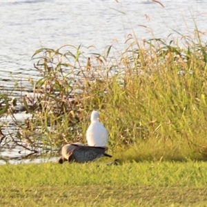 Bubulcus coromandus at Yungaburra, QLD - 14 Jun 2025 by Rixon