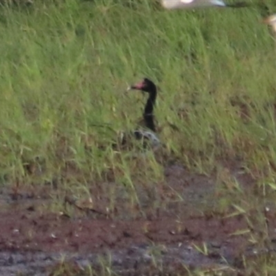 Anseranas semipalmata at Yungaburra, QLD - 14 Jun 2025 by Rixon