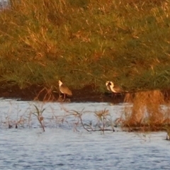 Vanellus miles at Yungaburra, QLD - 14 Jun 2025 by Rixon