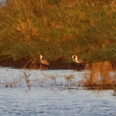 Vanellus miles at Yungaburra, QLD - 14 Jun 2025 by Rixon