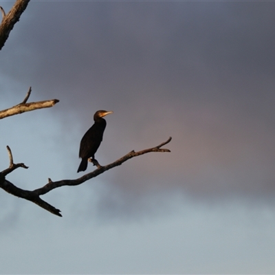 Phalacrocorax carbo at Yungaburra, QLD - 14 Jun 2025 by Rixon