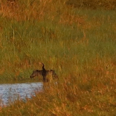 Anhinga novaehollandiae at Yungaburra, QLD - 14 Jun 2025 by Rixon