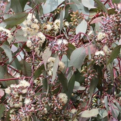 Eucalyptus blakelyi at West Wodonga, VIC - 16 Jul 2025 by KylieWaldon