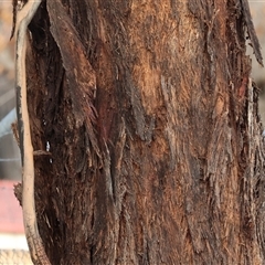 Unverified at suppressed - suppressed