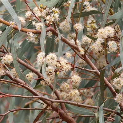 Eucalyptus bridgesiana at West Wodonga, VIC - 16 Jul 2025 by KylieWaldon