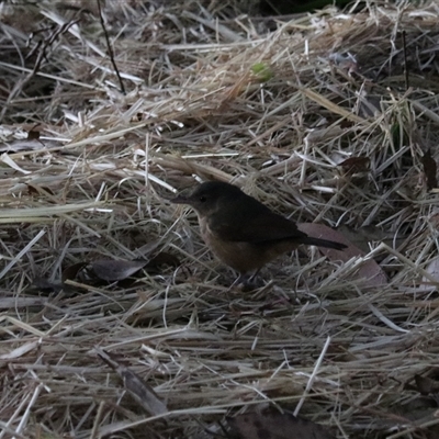Sericornis keri at Carrington, QLD - 15 Jun 2025 by Rixon