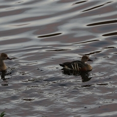 Dendrocygna eytoni at Carrington, QLD - 15 Jun 2025 by Rixon