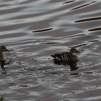 Dendrocygna eytoni at Carrington, QLD - 15 Jun 2025 by Rixon