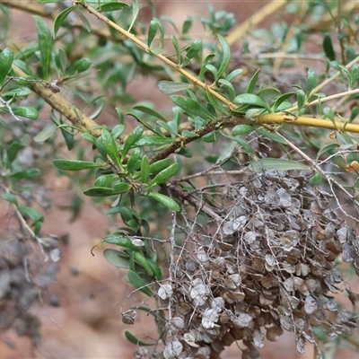 Bursaria spinosa at Baranduda, VIC - 13 Jul 2025 by KylieWaldon