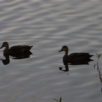 Anas superciliosa at Carrington, QLD - 15 Jun 2025 by Rixon