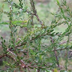 Acacia buxifolia subsp. buxifolia at Baranduda, VIC - 13 Jul 2025 by KylieWaldon