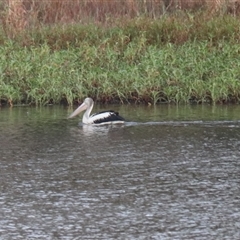 Pelecanus conspicillatus (Australian Pelican) at Carrington, QLD - 15 Jun 2025 by Rixon