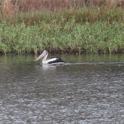 Pelecanus conspicillatus (Australian Pelican) at Carrington, QLD - 15 Jun 2025 by Rixon