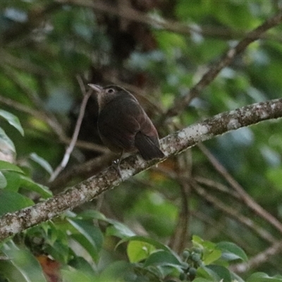 Unverified Small (Robin, Finch, Thornbill etc) at Carrington, QLD - 15 Jun 2025 by Rixon