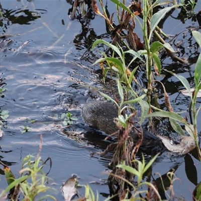 Hydromys chrysogaster at Carrington, QLD - 15 Jun 2025 by Rixon