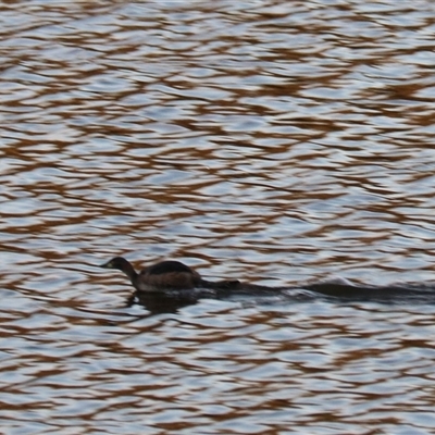 Tachybaptus novaehollandiae at Carrington, QLD - 15 Jun 2025 by Rixon