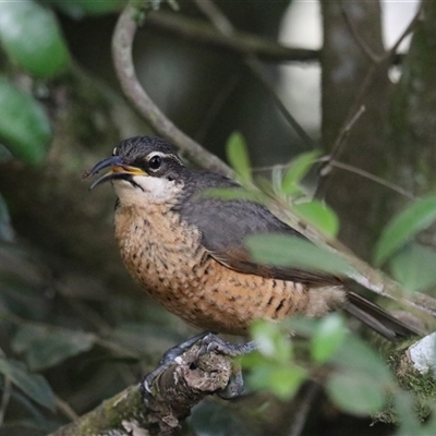 Ptiloris victoriae at Carrington, QLD - 15 Jun 2025 by Rixon