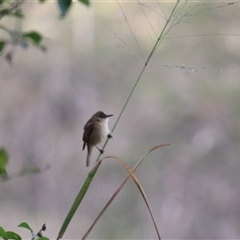 Unverified Small (Robin, Finch, Thornbill etc) at Carrington, QLD - 15 Jun 2025 by Rixon