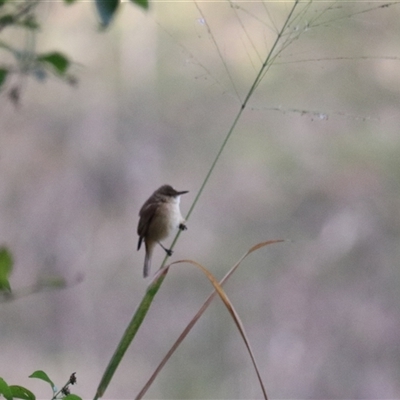 Unverified Small (Robin, Finch, Thornbill etc) at Carrington, QLD - 15 Jun 2025 by Rixon