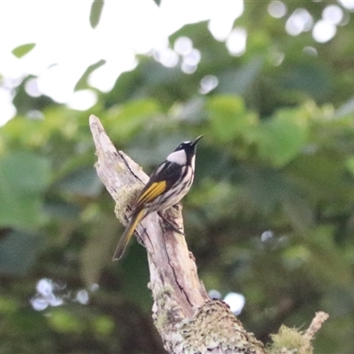 Phylidonyris niger (White-cheeked Honeyeater) at Atherton, QLD - 15 Jun 2025 by Rixon