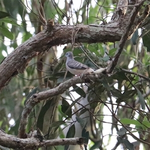 Geopelia placida at Carrington, QLD - 15 Jun 2025 by Rixon